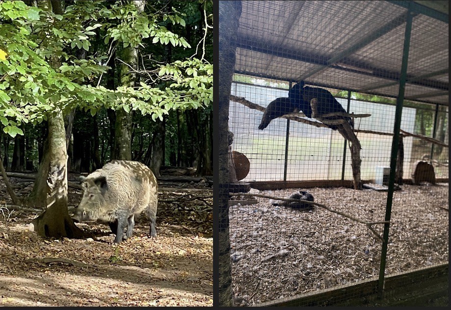 dierenparkje